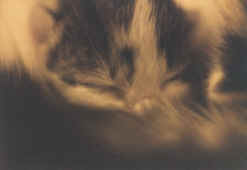Encore en train de dormir...