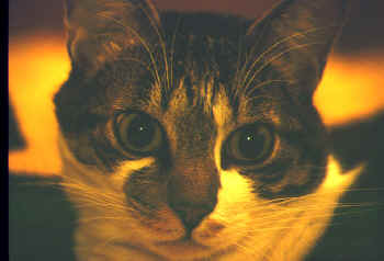 C'est moi, Bozo le chat!