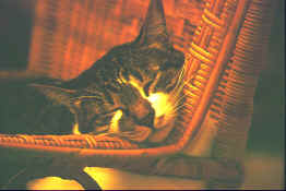 Le passe-temps favori de tout chat qui se respecte