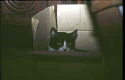 Les cartons ont t crs pour amuser les chats