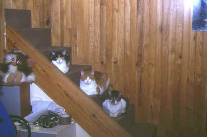Brochette de chats