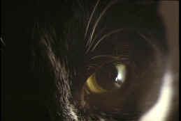 Et sur l'oeil...