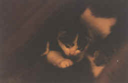 Maya en train de m'embter