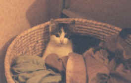Maya dans le panier  linge 