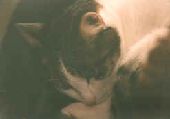 Maya en pleine action