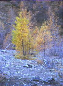 Mlzes en automne