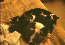Dur, la vie de chat!