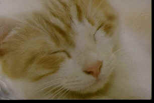Paddy tout jeune