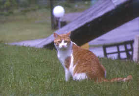 Gros chat dans l'herbe