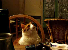 Chat curieux
