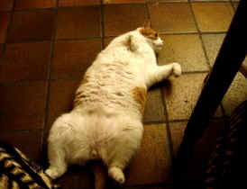 La position prfre de Paddy!