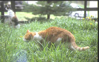 Paddy