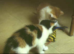 Sinad et Paddy
