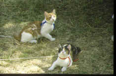 Paddy et Sinad en vacances  Abris