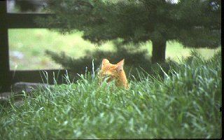 Fauve dans la savane
