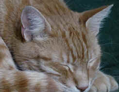 Chat stress